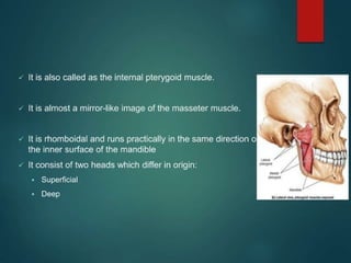 Muscles of mastication face and head and neck alignment attachment ppt ...