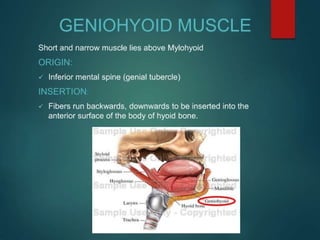 Muscles of mastication face and head and neck alignment attachment ppt ...