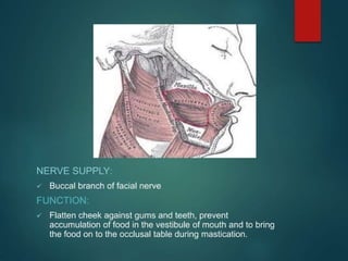 Muscles of mastication face and head and neck alignment attachment ppt ...