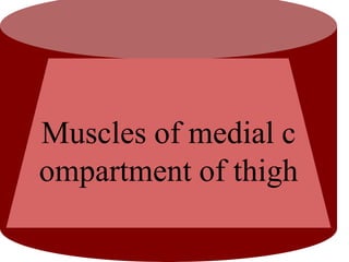 Muscles of medial c
ompartment of thigh
 