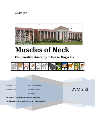 ANAT-102
DVM 2nd
Muscles of Neck
Comparative Anatomy of Horse, Dog & Ox
Submitted to: Dr. Zeeshan Akbar
Submitted by: Waseem Akram
12-arid-5
Faculty of Veterinary & Animal Sciences
PMAS Arid Agriculture University Rawalpindi
 