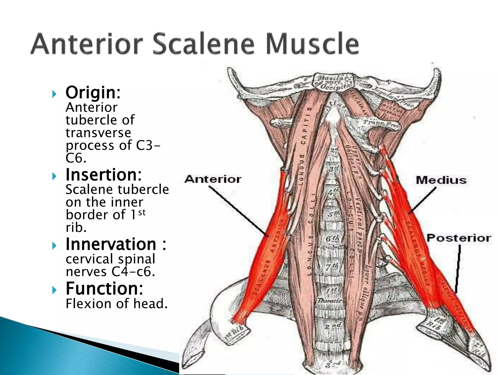 Muscles of neck. final presentation | PPTX