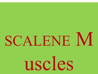 SCALENE M
uscles
 