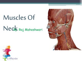 Muscles Of
NeckBy: Raj Maheshwari
 