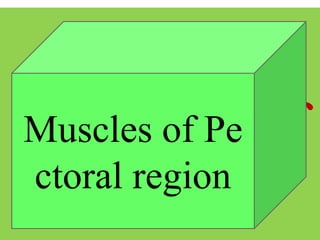 Muscles of
Chest
Muscles of Pe
ctoral region
 