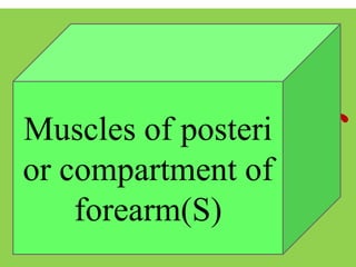 Muscles of
Chest
Muscles of posteri
or compartment of
forearm(S)
 