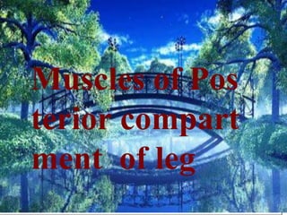 Muscles of posterior
compartment of thig
h
Muscles of Pos
terior compart
ment of leg
 