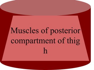 Muscles of posterior
compartment of thig
h
 