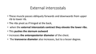 Outward Ribs muscles and mechanics of respiration.pptx