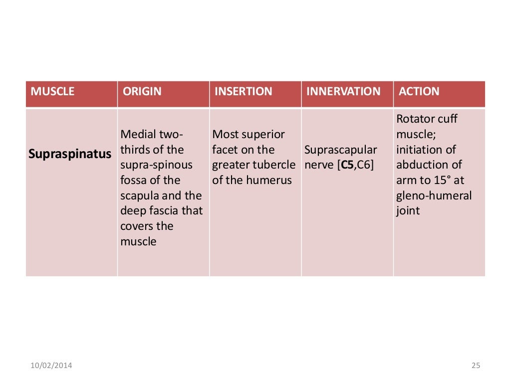 Muscles of shoulder