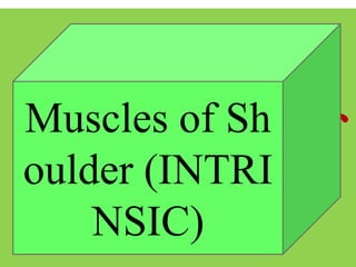Muscles of
Chest
Muscles of Sh
oulder (INTRI
NSIC)
 