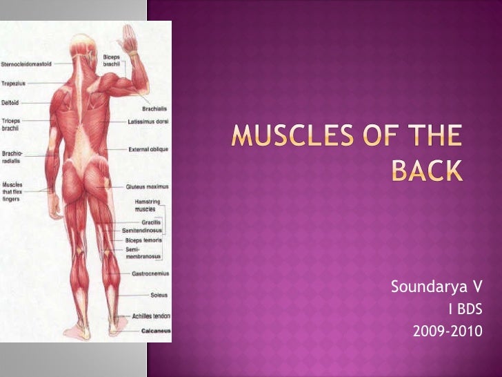 Muscles of the back