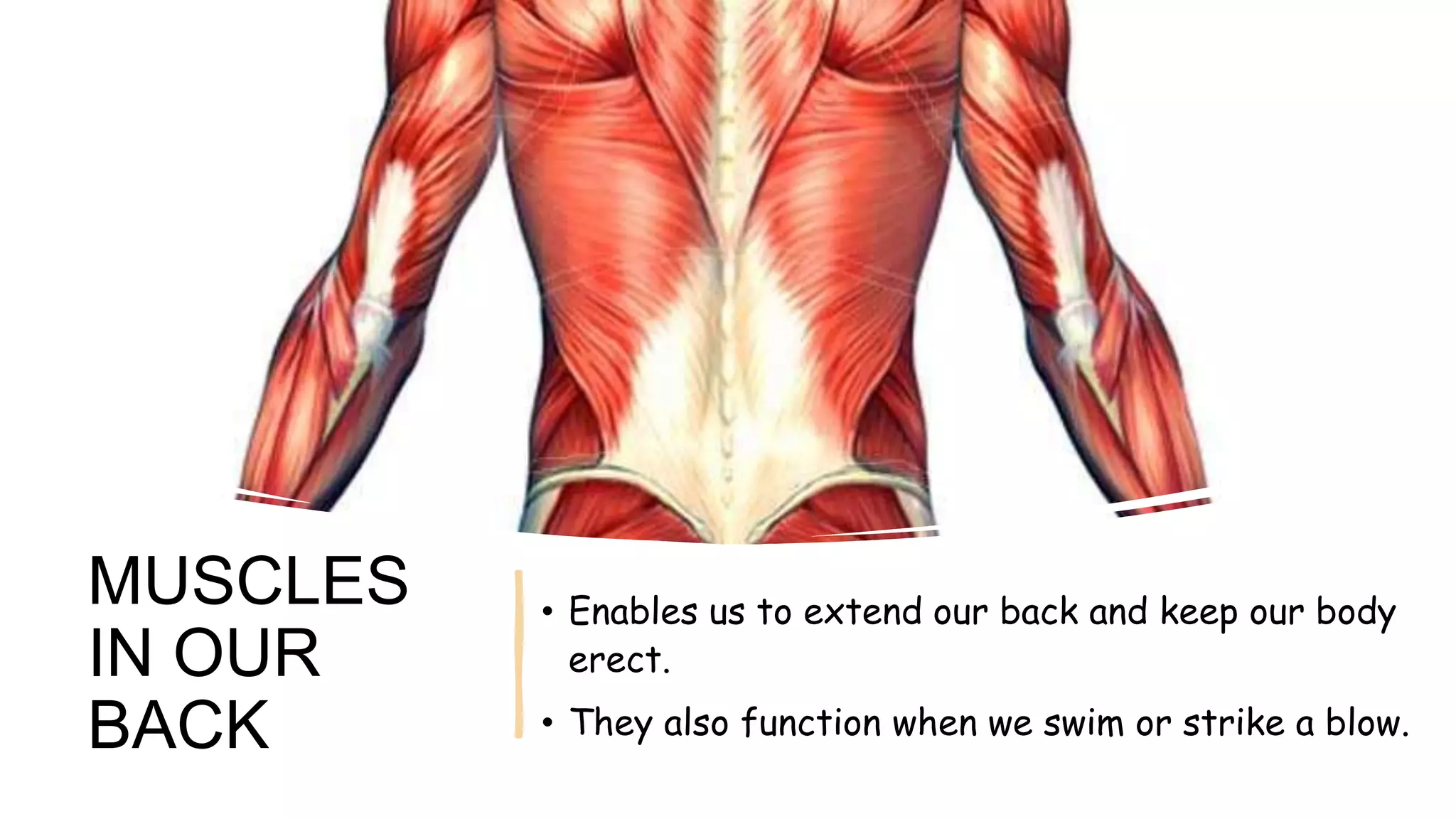 Muscles of the body | PPTX