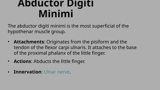 muscles of the hand its attachments and action.pptx