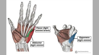 muscles of the hand its attachments and action.pptx