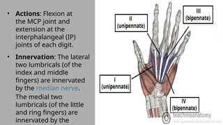 Middle Interphalang muscles of the hand its attachments and action.pptx