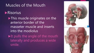 Muscles of the Head and Neck: Facial Expression, Neck, Soft Palate ...