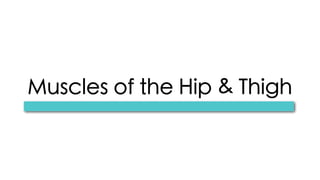 Muscles of the Hip & Thigh
 