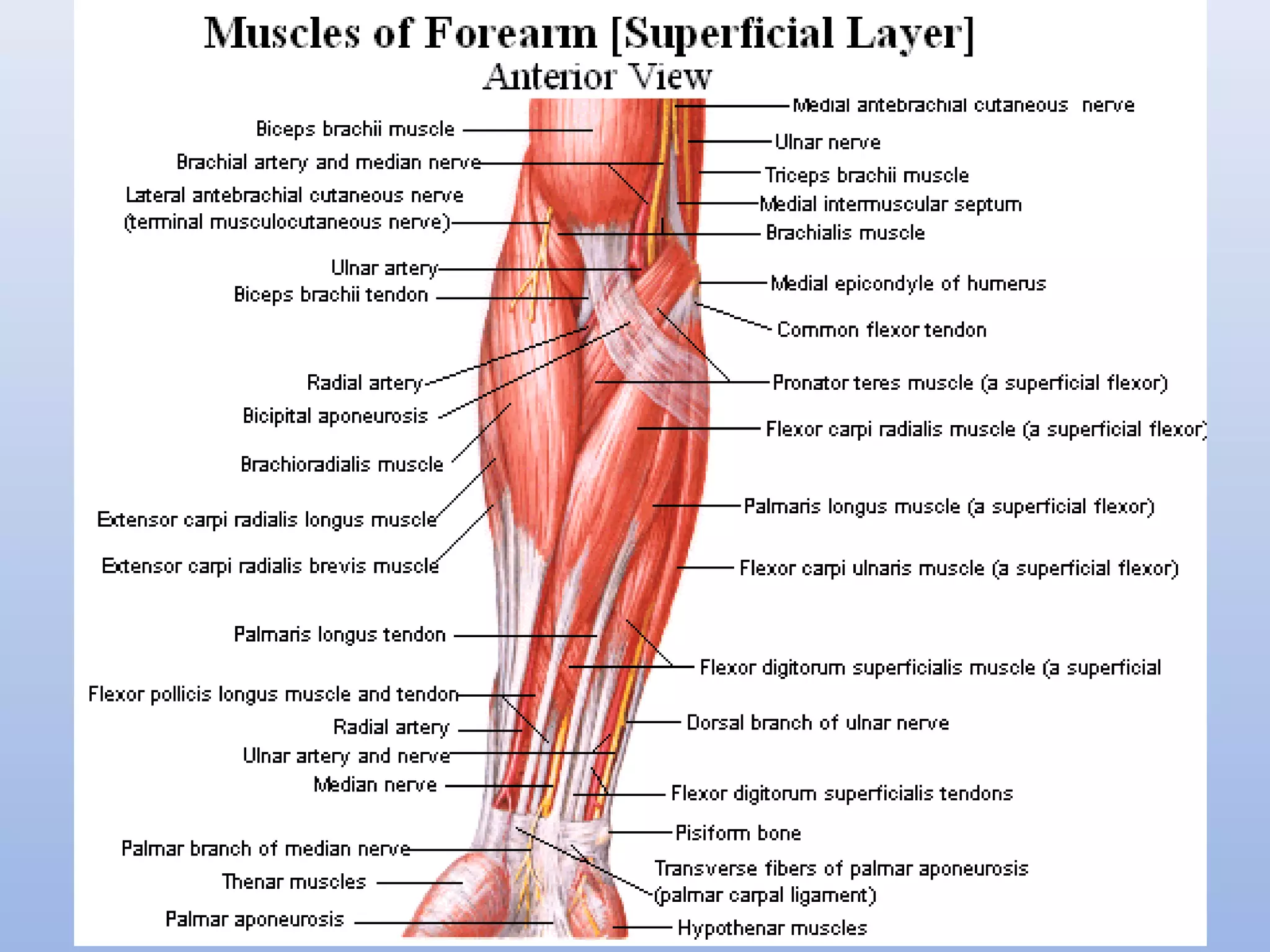 Muscles and Topography of the Upper and Lower Limb | PPT | Death ...