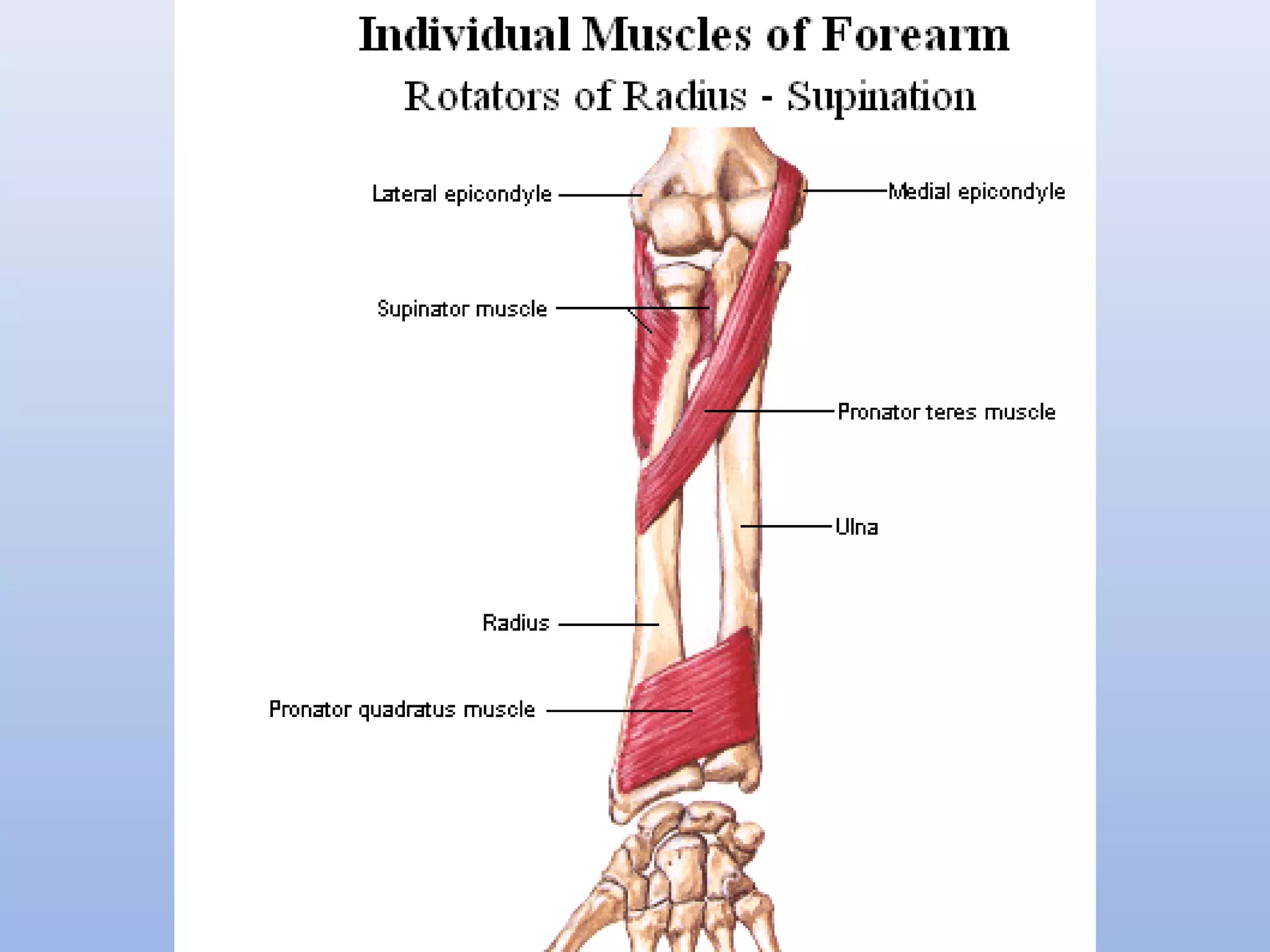 Muscles and Topography of the Upper and Lower Limb | PPT