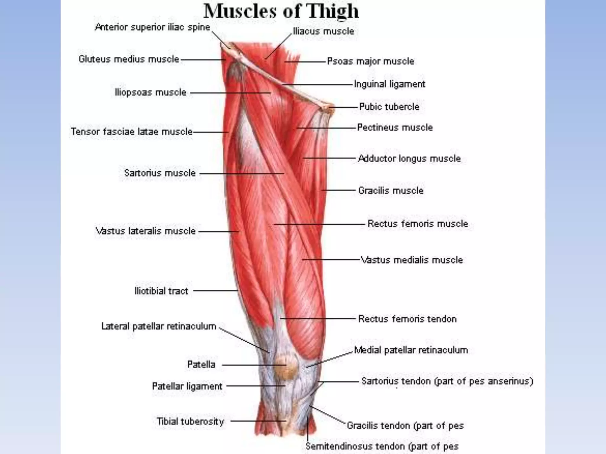 MUSCLES of the limbs.ppt
