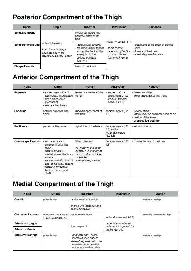 Muscles of the lower limb