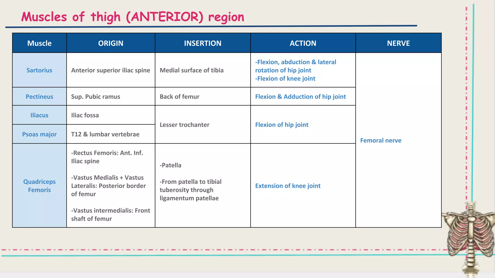 Muscles of the Lower Limb .pdf