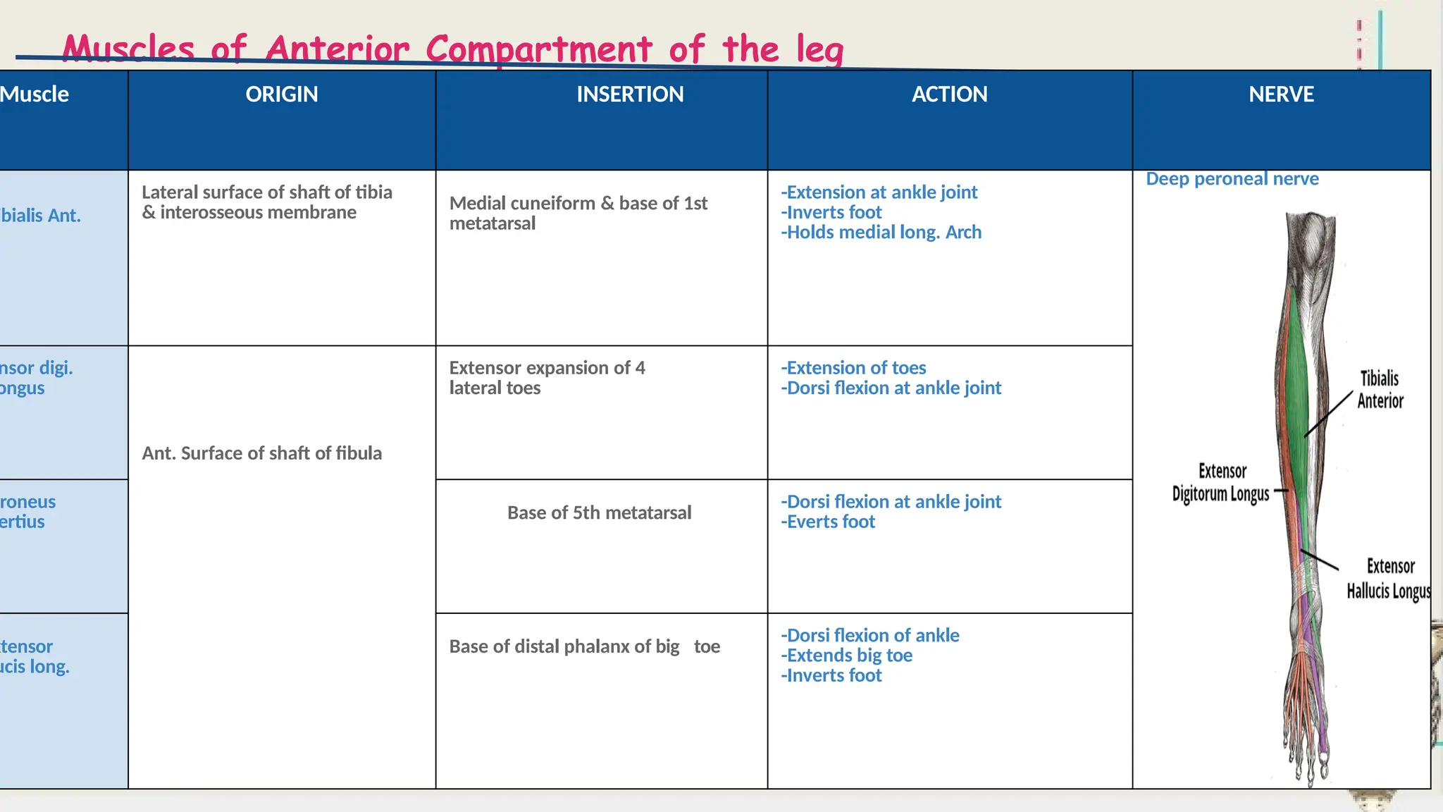 Muscles of the Lower Limb -Revision.pptx