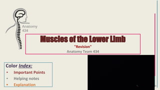 Comprehensive Revision of Lower Limb Muscles Anatomy and Functions | PDF