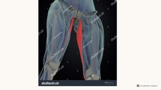 Comprehensive Revision of Lower Limb Muscles Anatomy and Functions | PDF