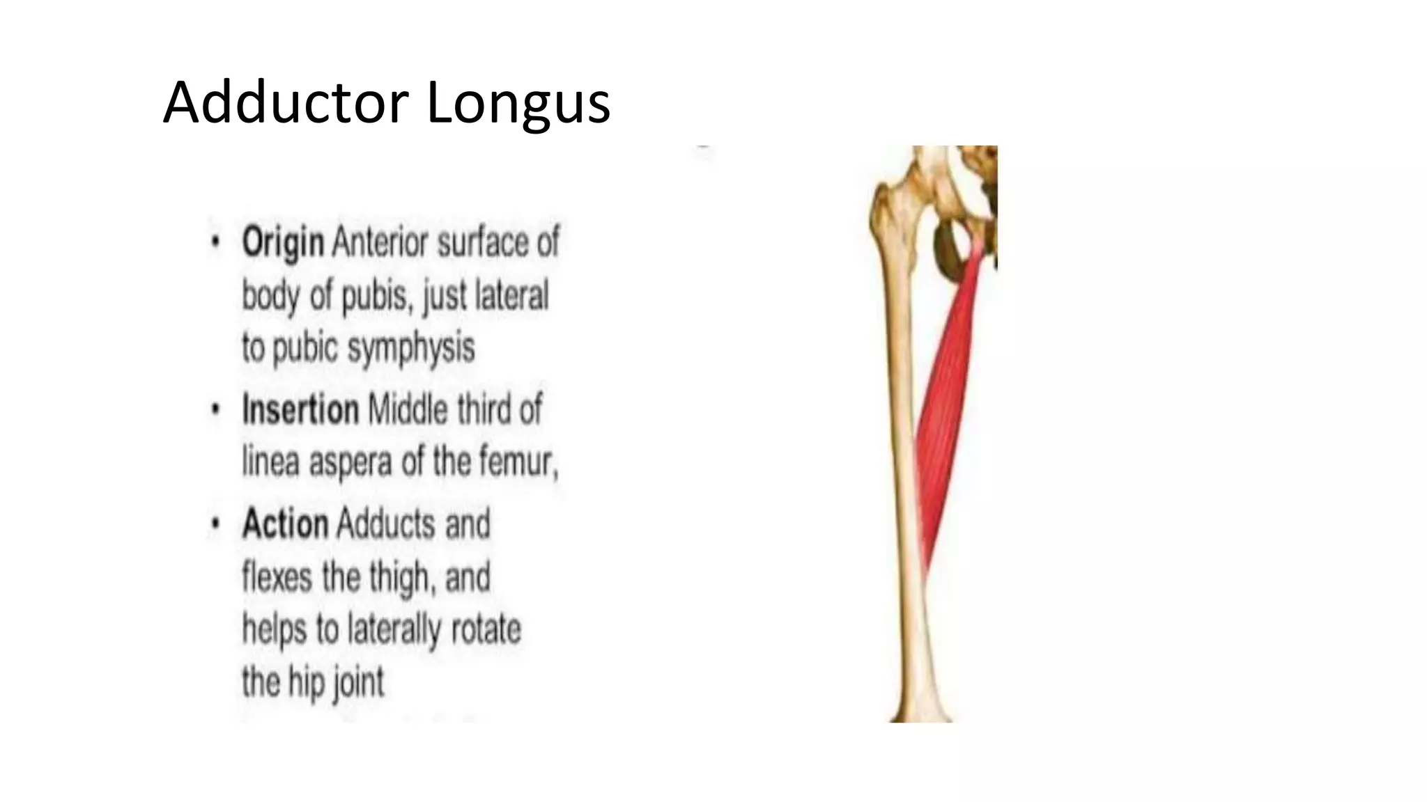 Adductor Longus, Pectineus, Gracilis Muscles Origins, Insertions