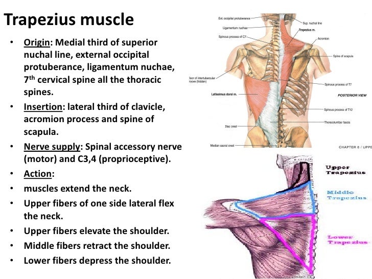 Human Muscle Insertion Origin And Action \u2013 defenderauto.info