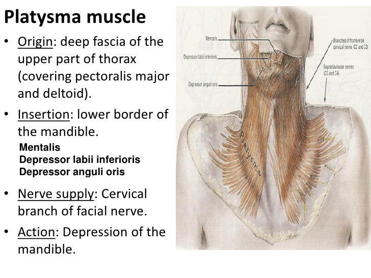 cervical muscles