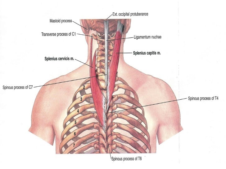 cervical muscles