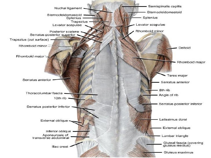pectoral region