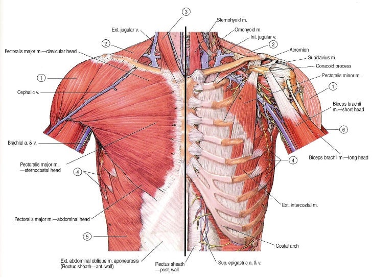 pectoral region