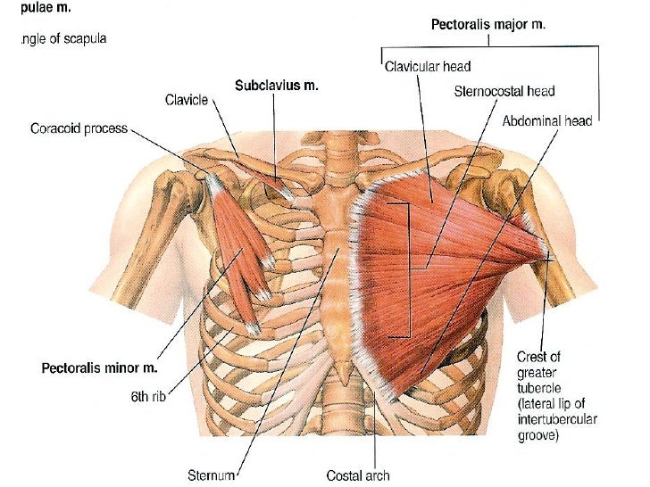 There are actually two chest muscles, the pectoralis major and pectoralis m...