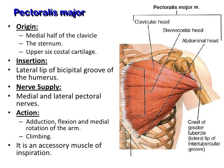 pectoral region