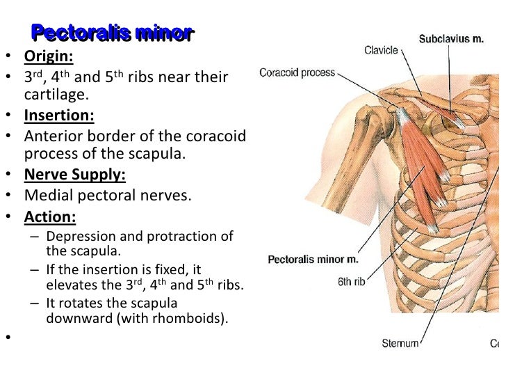 pectoral region