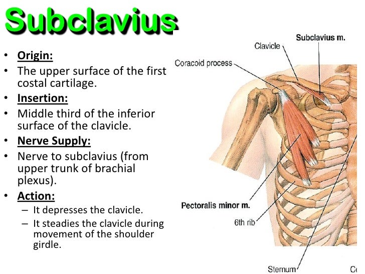 pectoral region