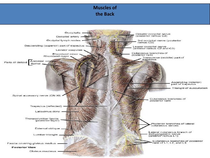 pectoral region