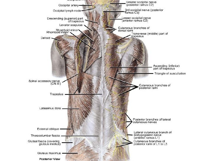 pectoral region