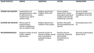 Velar Ridge MUSCLES OF THE SOFT PALATE-----------.pptx