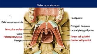 Velar Ridge MUSCLES OF THE SOFT PALATE-----------.pptx