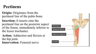 Comprehensive Overview of Lower Limb Bones and Muscles Anatomy | PPTX