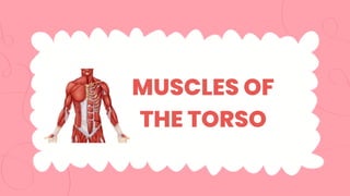 MUSCLES OF
THE TORSO
 