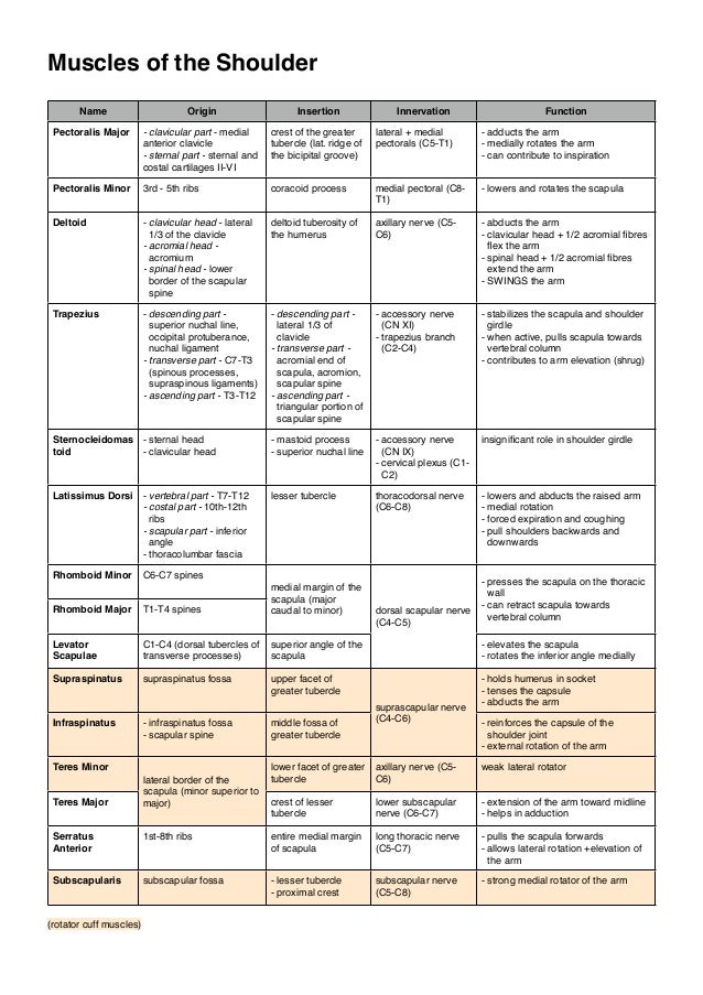 muscles of the upper limb muscles and their actions chart