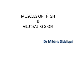 MUSCLES OF THIGH
&
GLUTEAL REGION
Dr M Idris Siddiqui
 