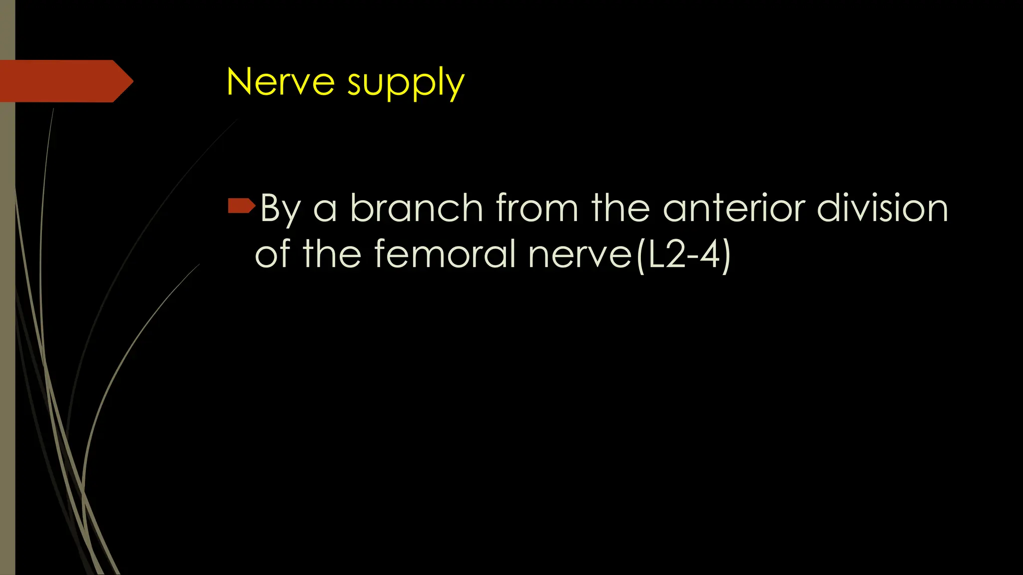 Nerve supply
By a branch from the anterior division
of the femoral nerve(L2-4)
 
