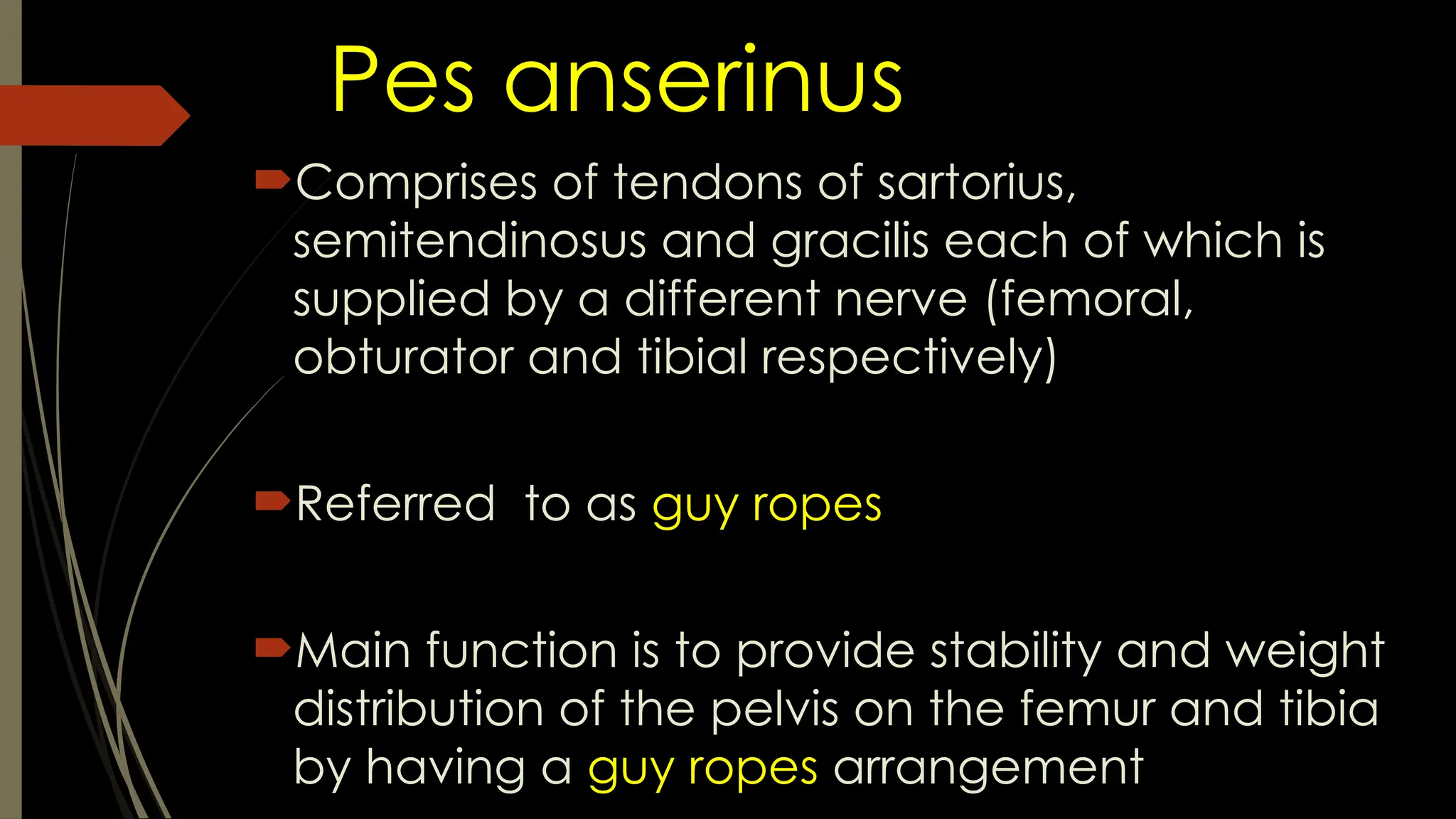 Pes anserinus
Comprises of tendons of sartorius,
semitendinosus and gracilis each of which is
supplied by a different nerve (femoral,
obturator and tibial respectively)
Referred to as guy ropes
Main function is to provide stability and weight
distribution of the pelvis on the femur and tibia
by having a guy ropes arrangement
 